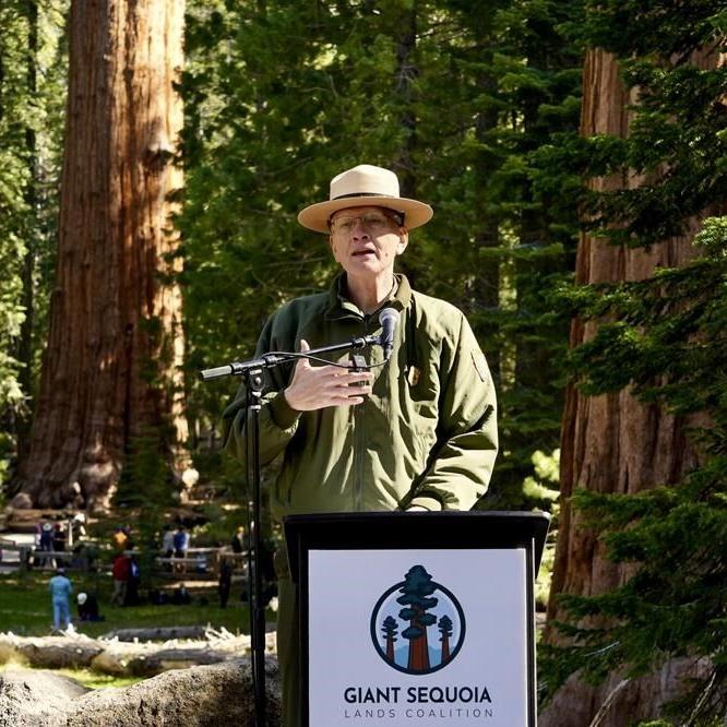 General Sherman passes health check but world's largest trees face growing climate threats